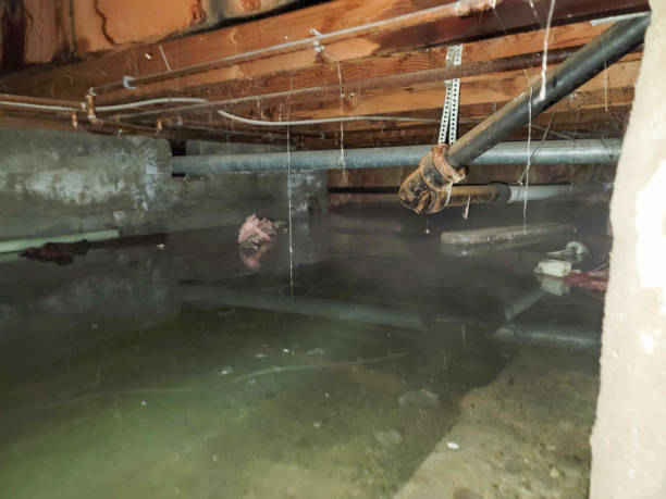 Best Mold removal after water damage  in Colfax, WI